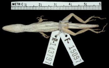 Media type: image;   Herpetology R-143797 Aspect: ventral